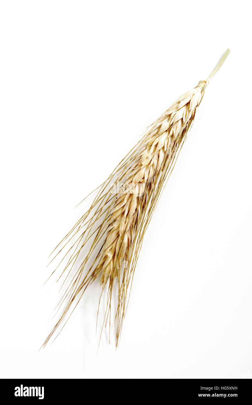 Spike (seigle Triticale) Banque D'Images