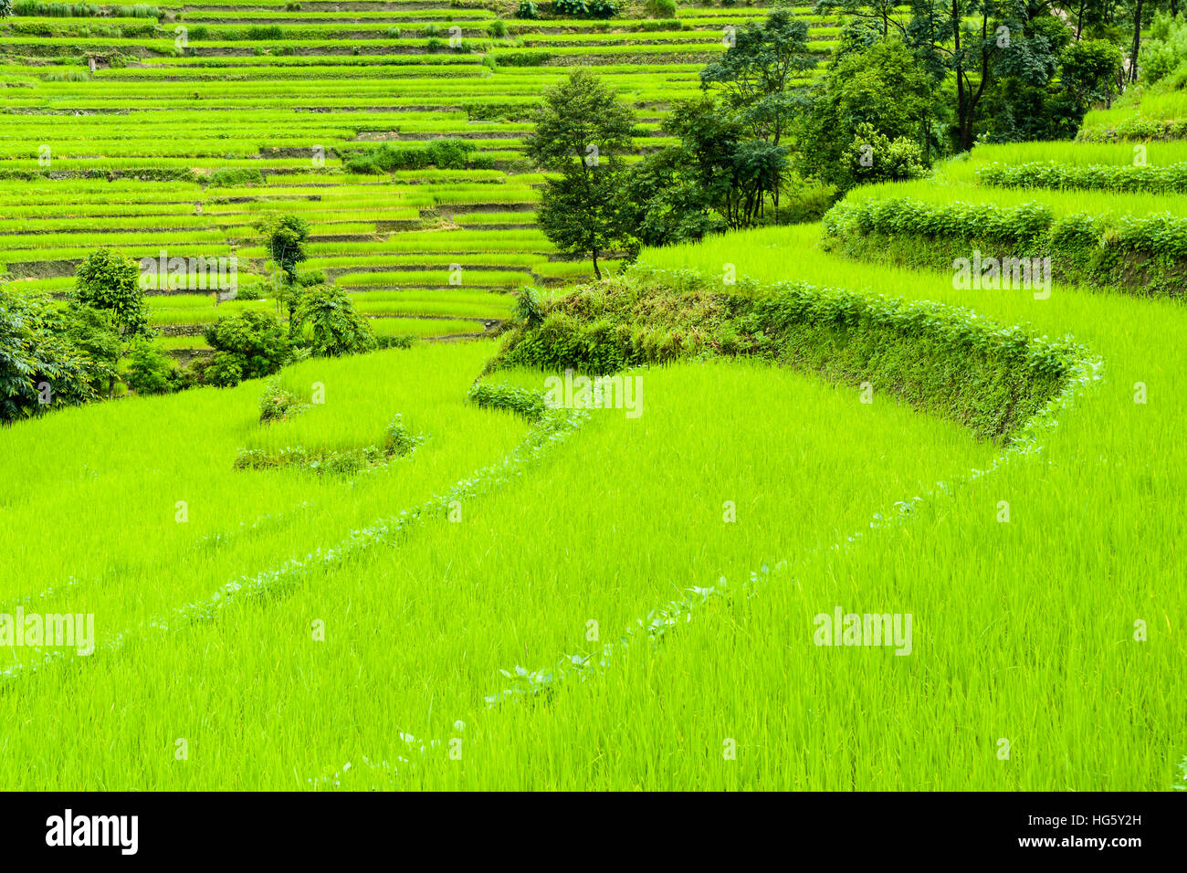 Paysage agricole, vert terrasse rizières, Upper Marsyangdi vallée, Bahundanda, Yunnan, Népal Banque D'Images