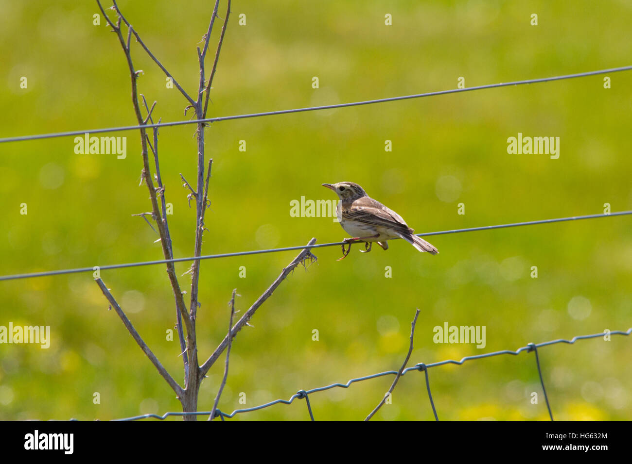 Pipit australasien (Anthus novaeseelandiae) perché sur une clôture en fil de fer Banque D'Images