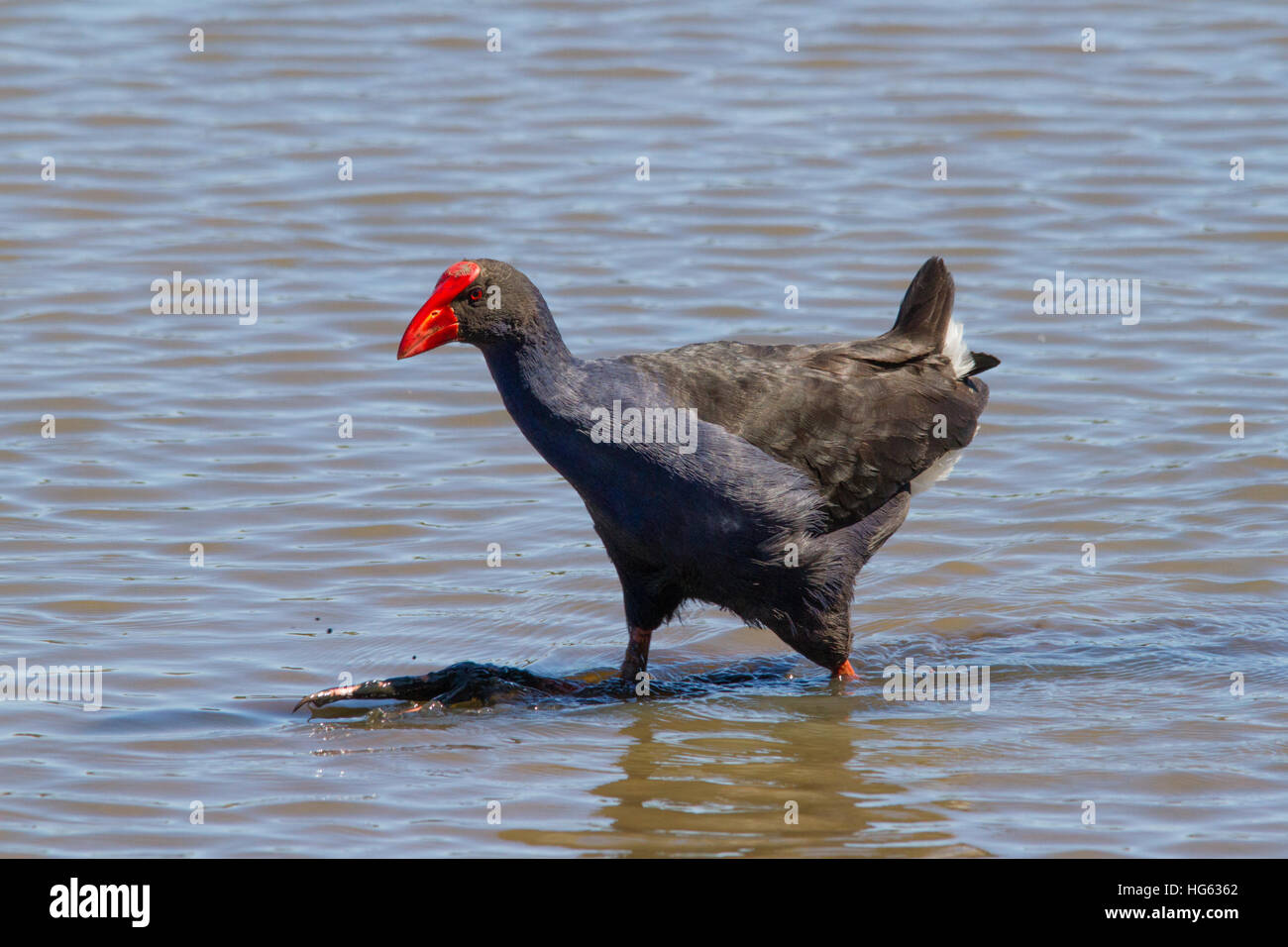 Talève sultane (porphyrio melanotus australasienne) Banque D'Images