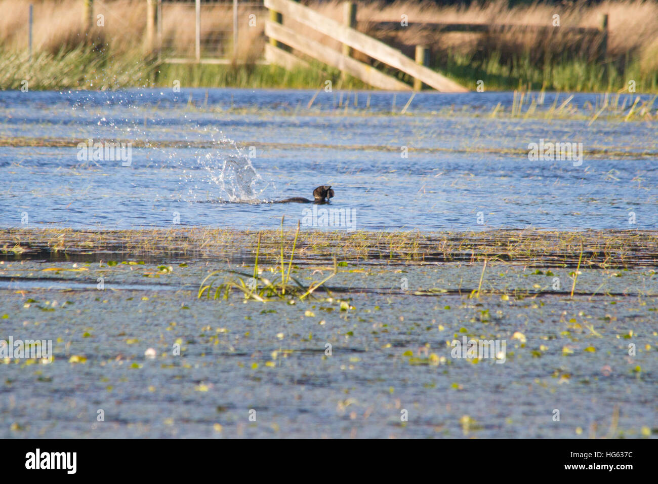 Canard musqué (Biziura lobata) éclaboussant de l'eau Banque D'Images