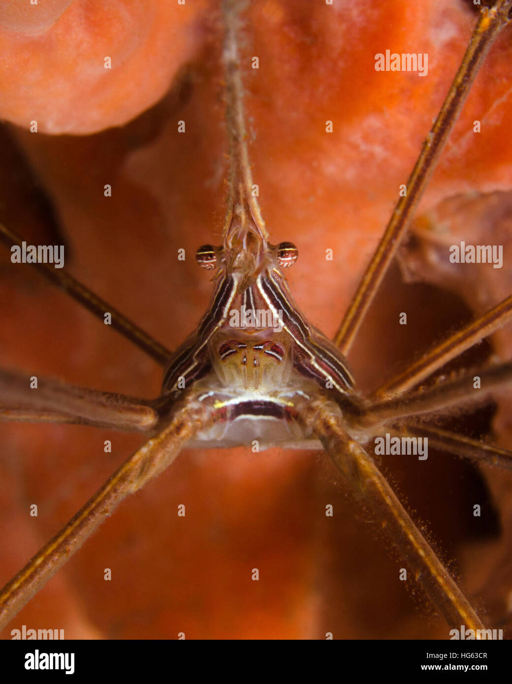 Crabe flèche close-up, West Palm Beach, en Floride. Banque D'Images