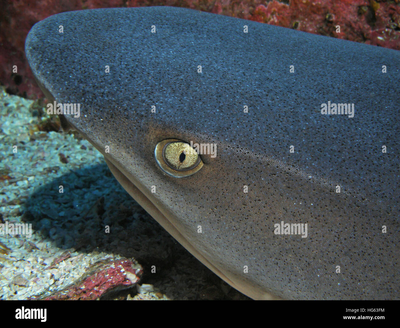 Tête d'un requin de récif requin océanique, l'île Cocos au Costa Rica. Banque D'Images