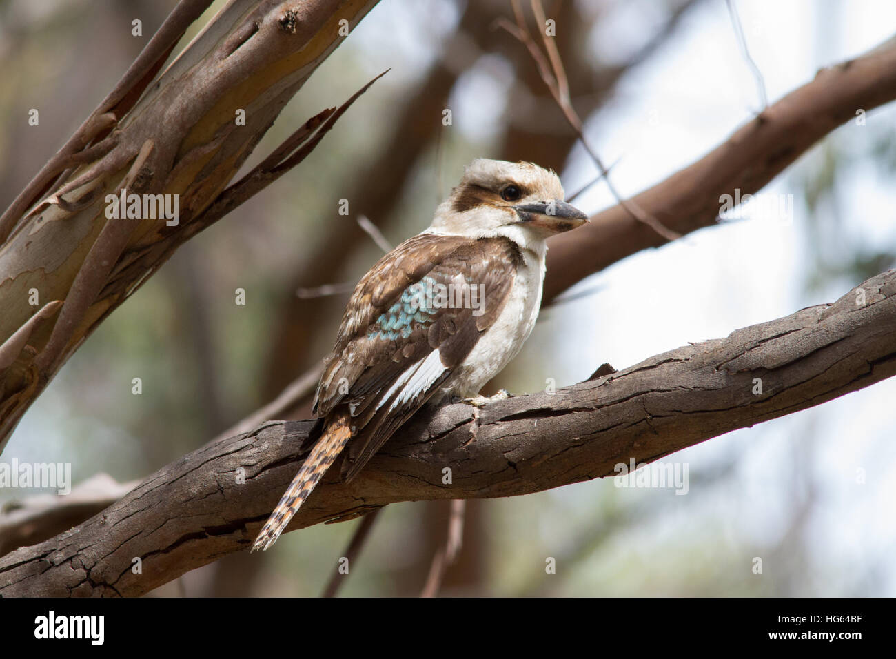 Laughing Kookaburra dacelo novaeguineae) (perché sur une branche Banque D'Images