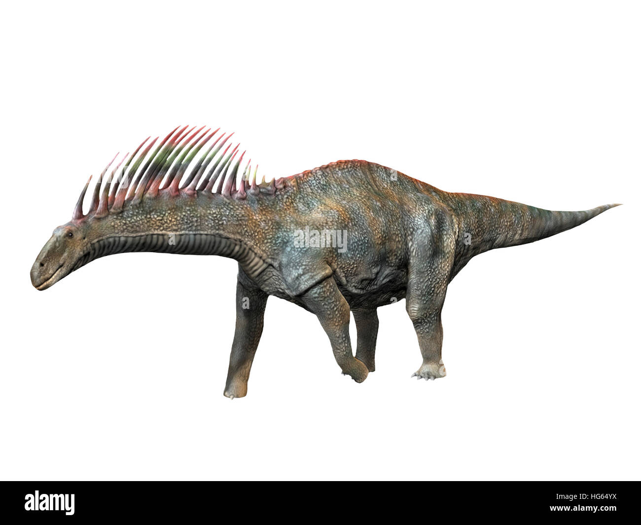 Amargasaurus est un dinosaure sauropode du début du Crétacé. Banque D'Images