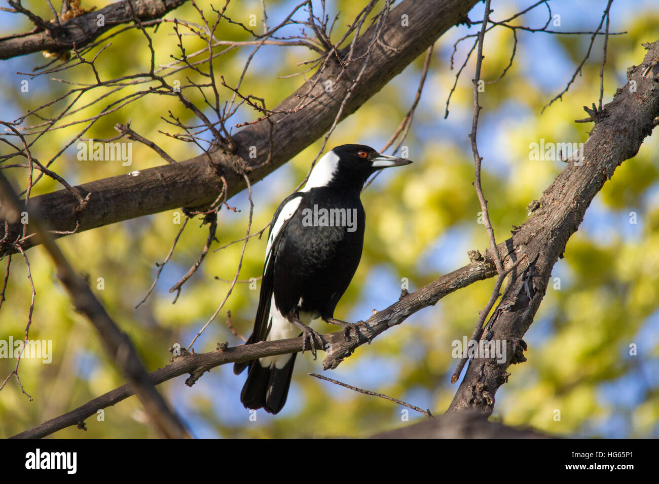La pie australienne (Cracticus tibicen) perchée dans un arbre Banque D'Images
