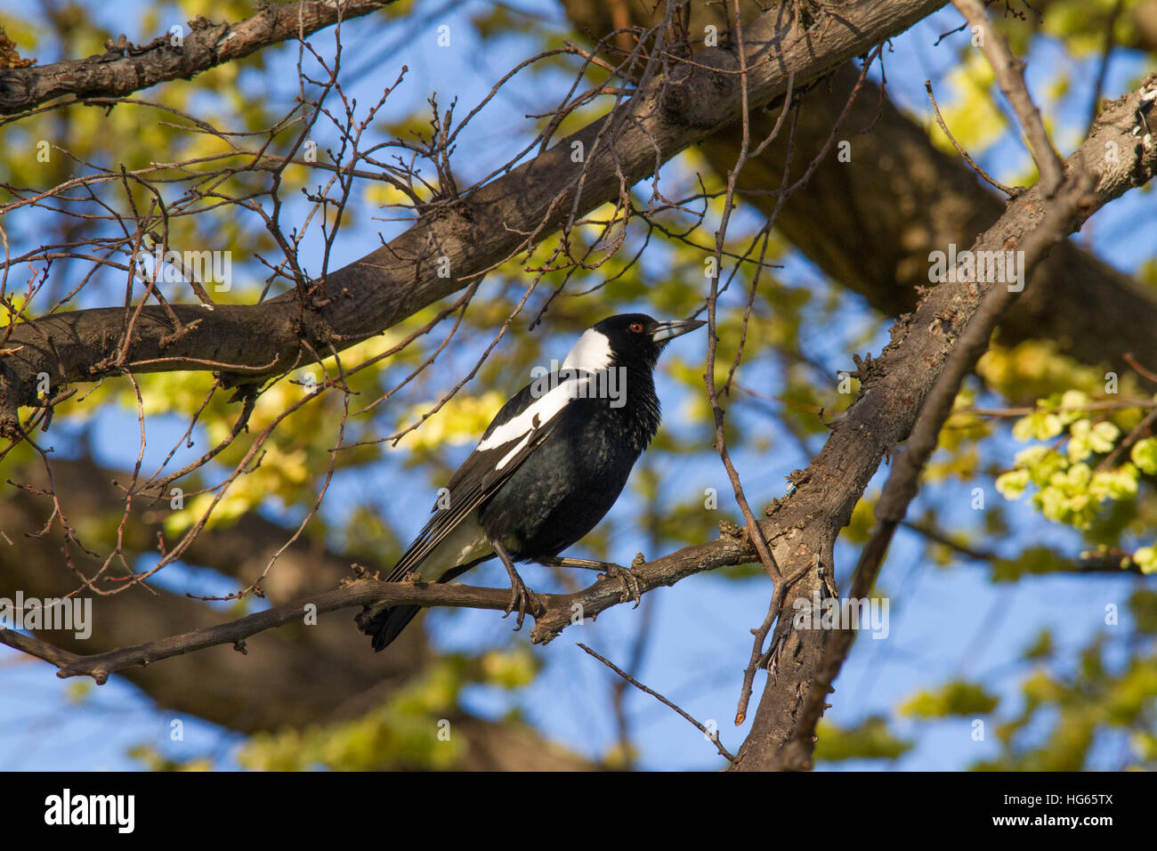 La pie australienne (Cracticus tibicen) perchée dans un arbre Banque D'Images