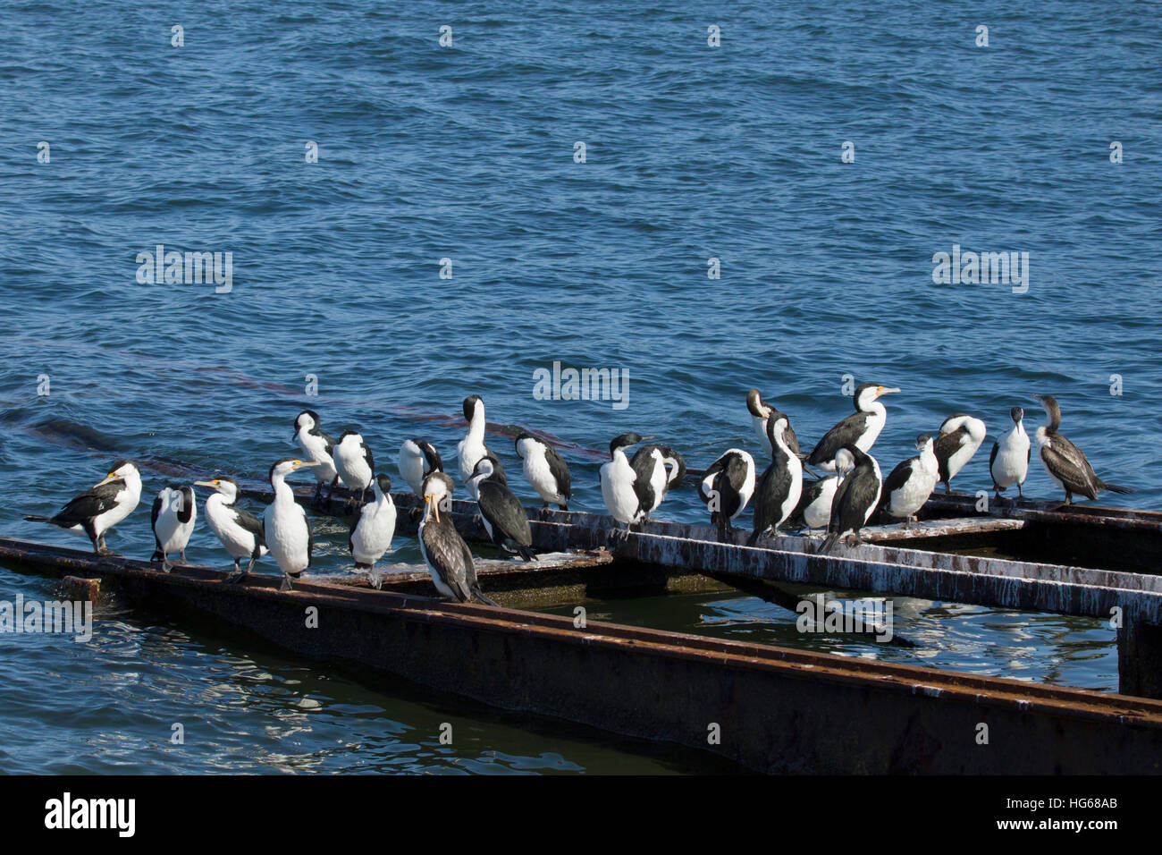 Grand Cormoran & Black-faced Cormorant Phalacrocorax varius & Phalacrocorax fuscescens Kangaroo Island Australie du Sud, Australie BI029898 Banque D'Images