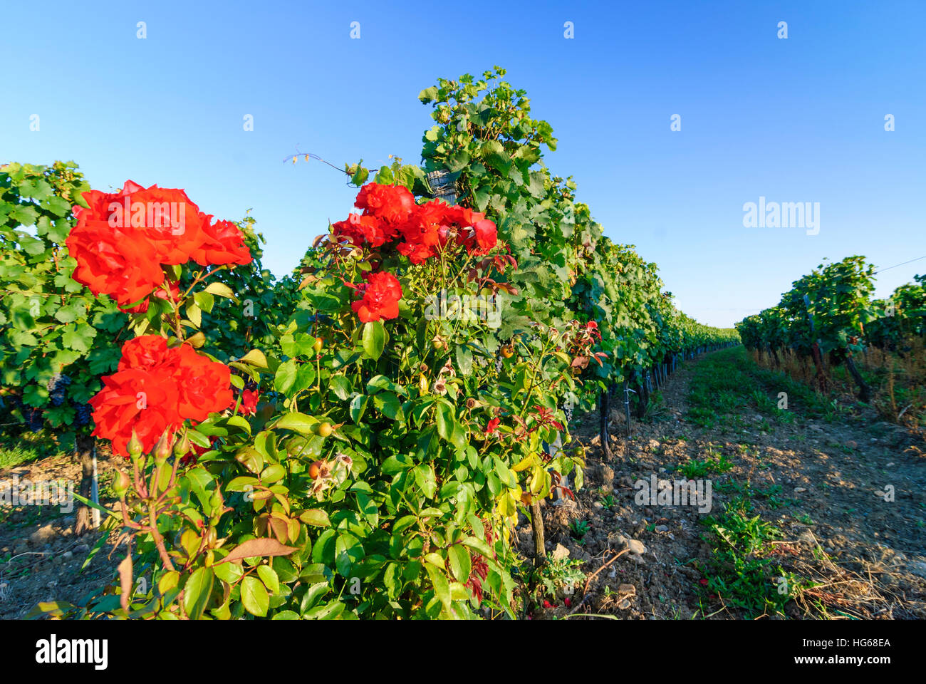 Deutschkreutz : Domaine viticole en Blaufränkischland ,, Burgenland, Autriche Banque D'Images