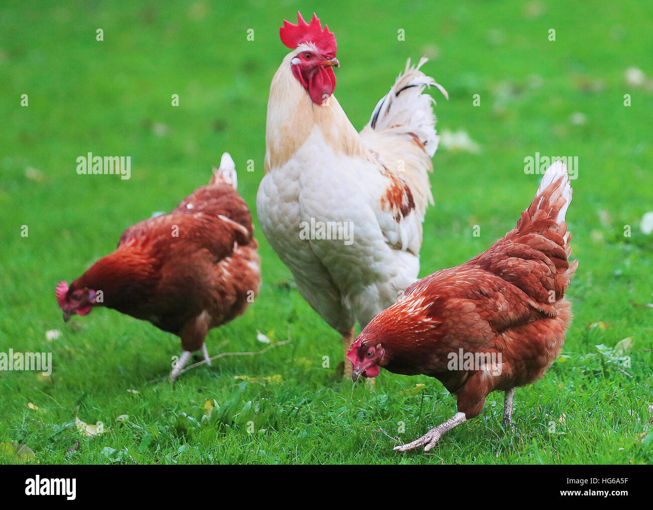 Fichier - Un fichier photo datée du 10 octobre 2014 montre un coq et des poules sur une prairie de Gernrode, Allemagne. Photo : Jens Wolf/dpa-Zentralbild/dpa Banque D'Images