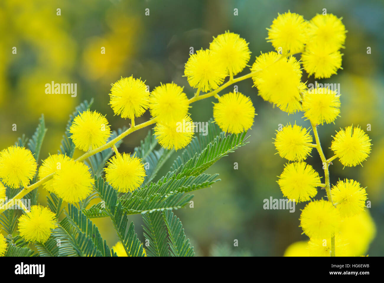 Mimosa gaulois astier Banque de photographies et d'images à haute  résolution - Alamy