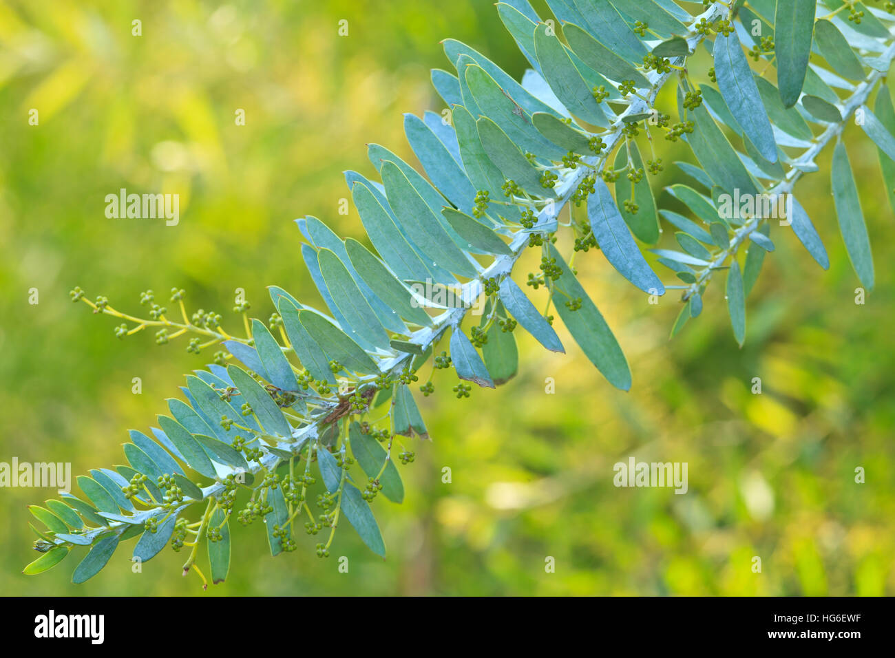 Wattle, Acacia covenyi, feuilles Banque D'Images