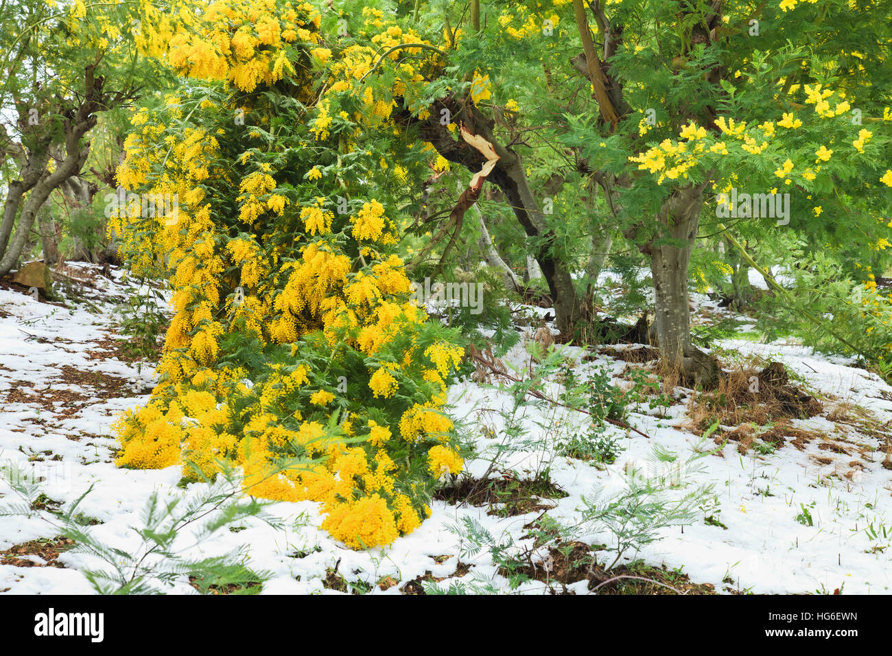 Silver Wattle dans la floraison en février et après les chutes de neige, montagnes, France Tanneron Banque D'Images