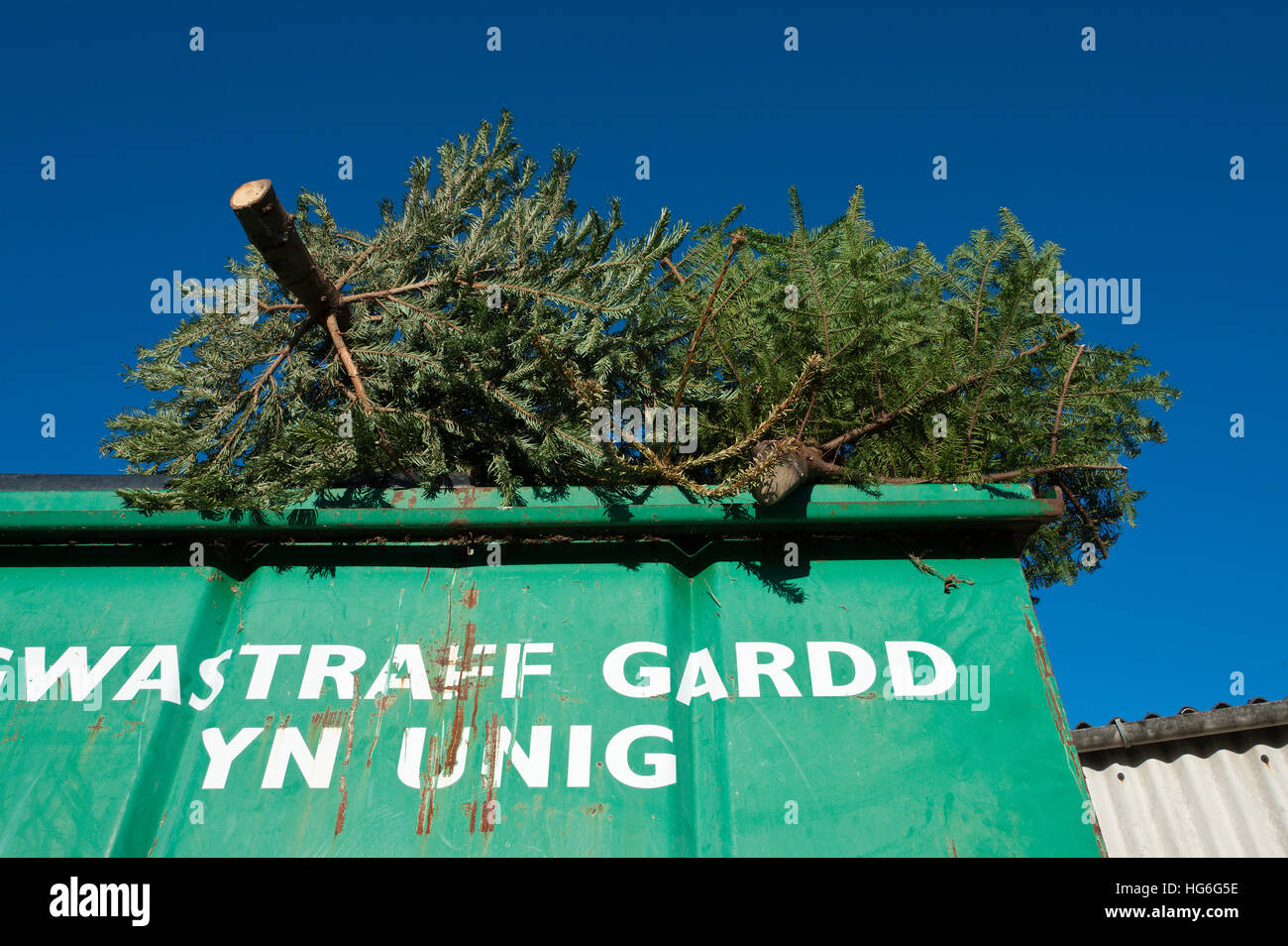 Builth Wells, Powys, Wales, UK. 5 janvier, 2017. Les arbres de Noël sont accueillis à l'aire de recyclage des déchets de jardin dans la petite ville de marché de gallois à Builth Wells Powys, au Royaume-Uni. © Graham M. Lawrence/Alamy Live News. Banque D'Images