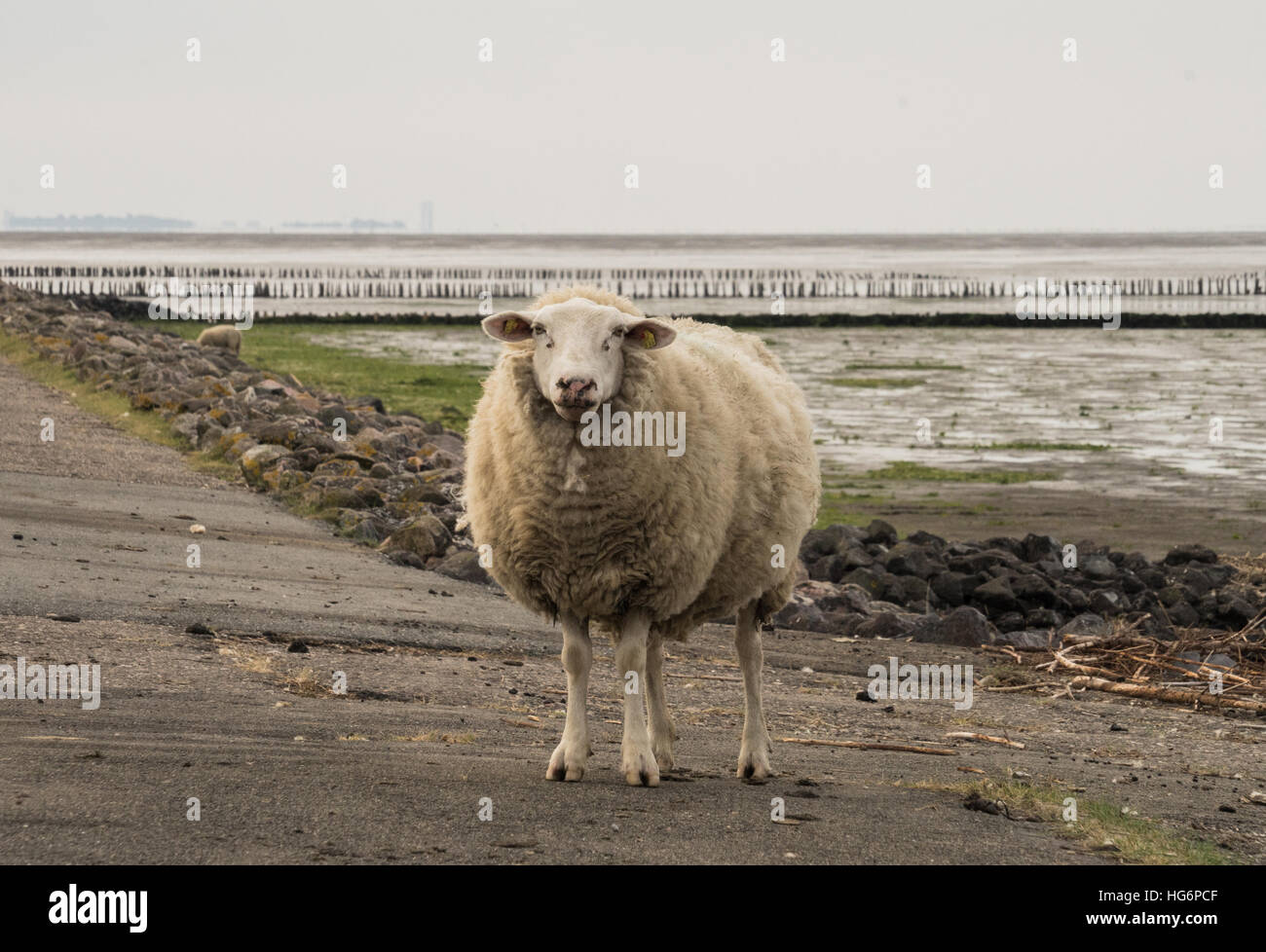 Mouton au bord de la mer Banque de photographies et d’images à haute résolution Alamy