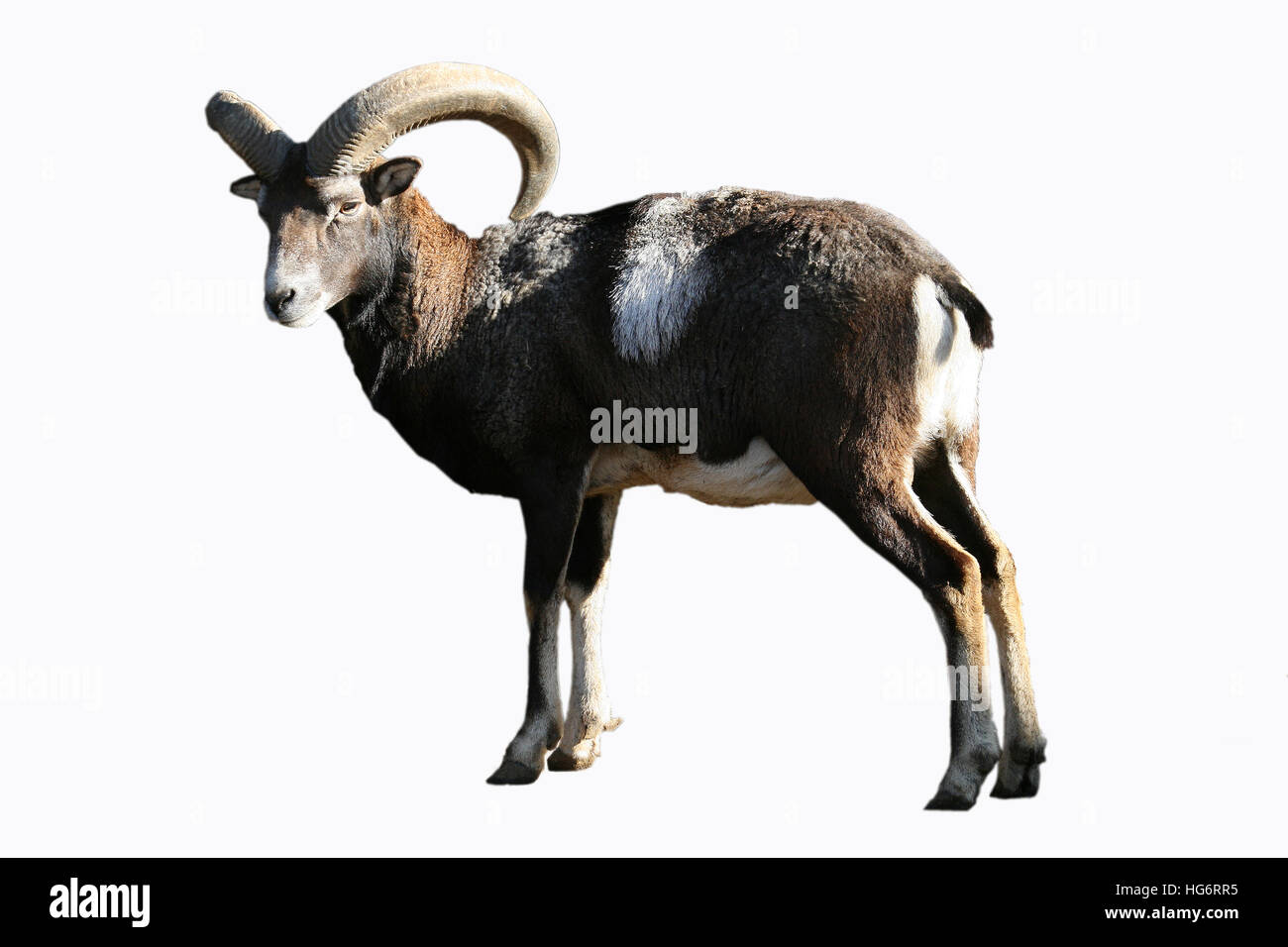 Mouflon Ovis ammon,mâle Banque D'Images