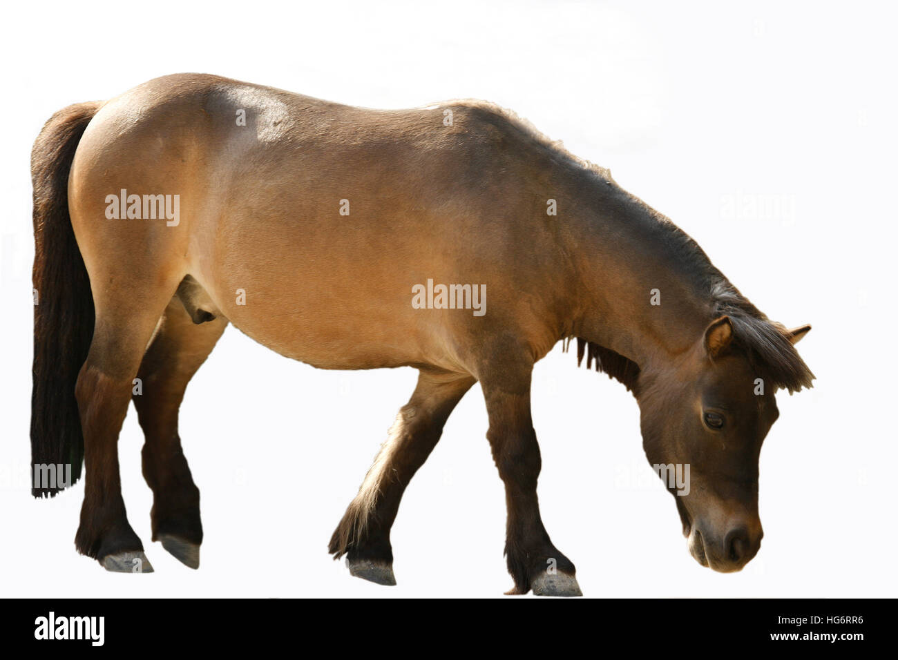 Pony horse, Equus caballus Banque D'Images