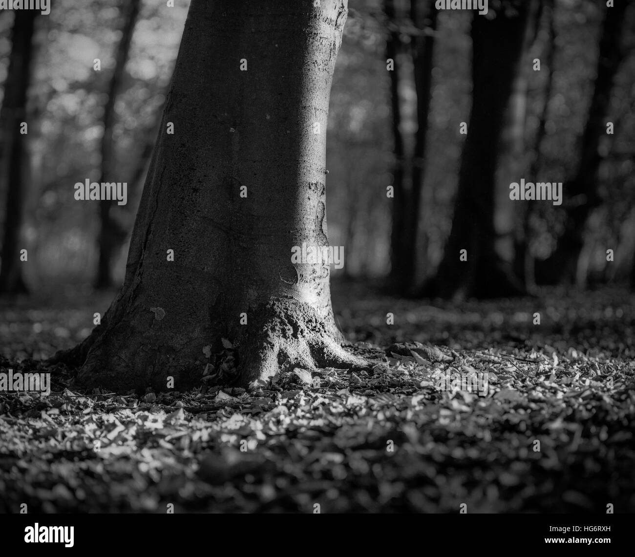 Photographie en noir et blanc d'un arbre attrapant la lumière du matin Banque D'Images