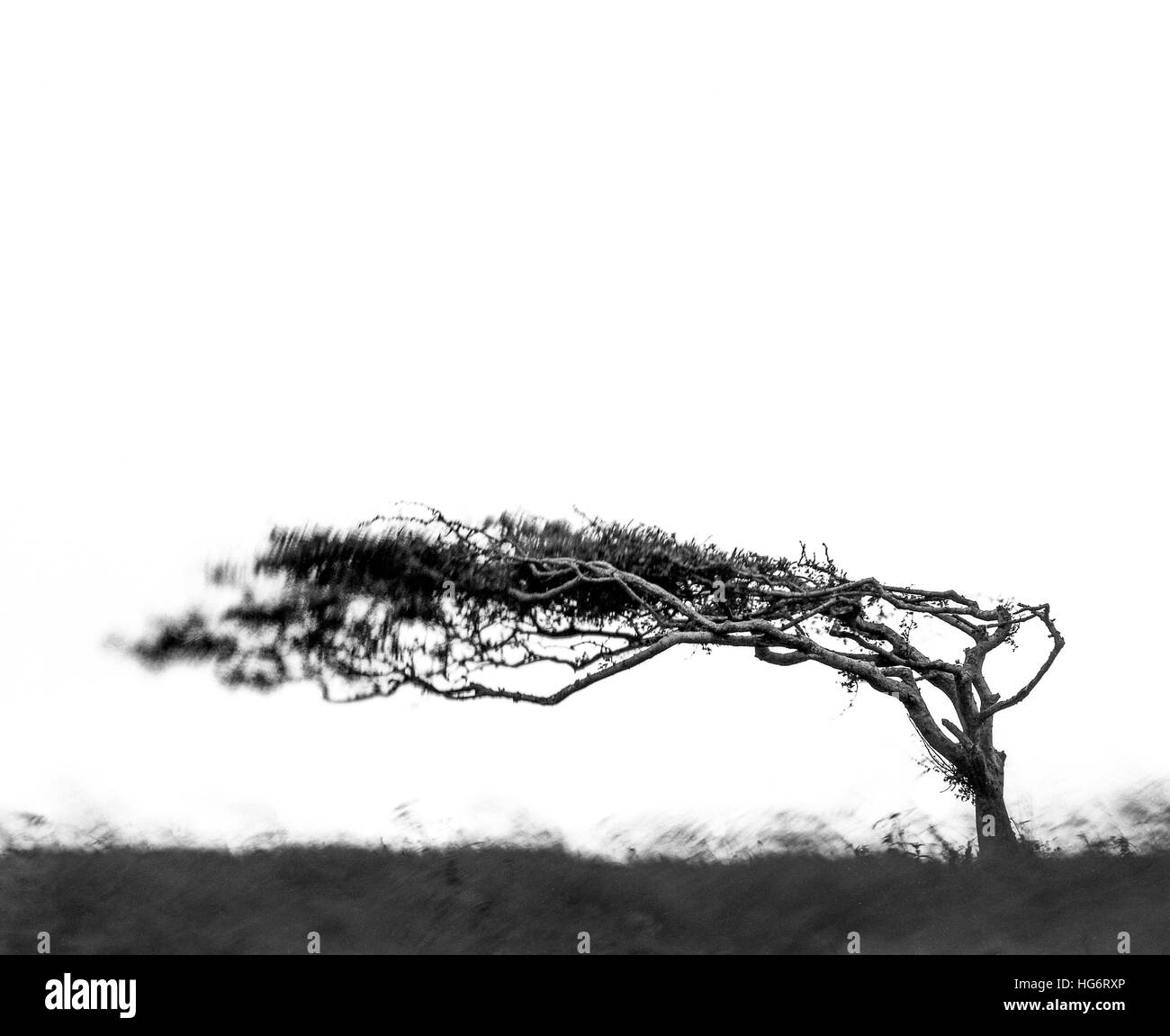 Arbre balayées par capturées avec une longue exposition à l'aide de film en noir et blanc. Banque D'Images
