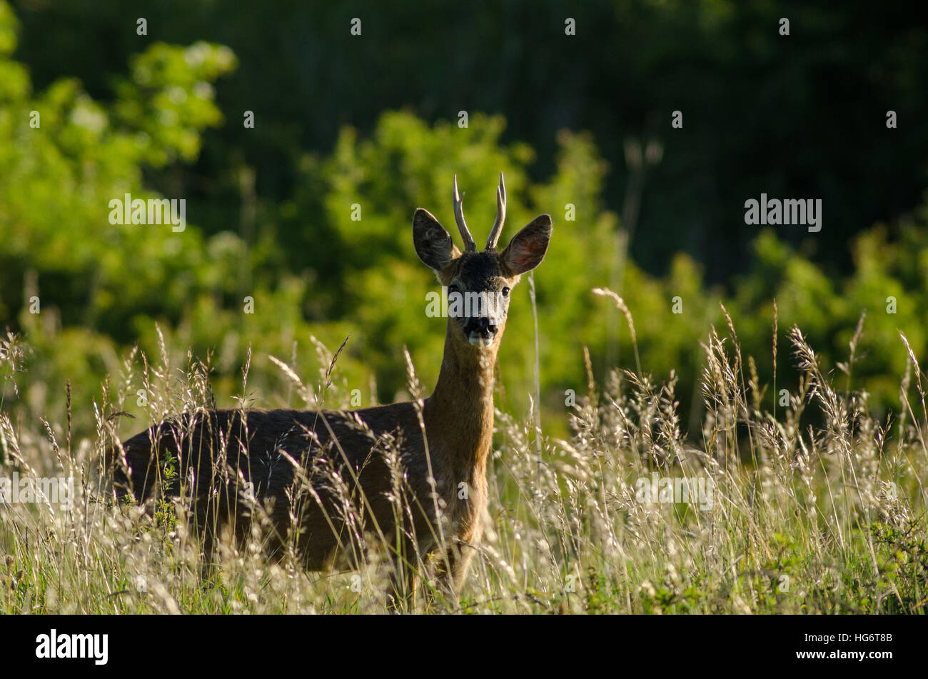 Un Chevreuil (Capreolus capreolus) mâle debout dans l'herbe haute avec des buissons en arrière-plan sur une journée ensoleillée Banque D'Images