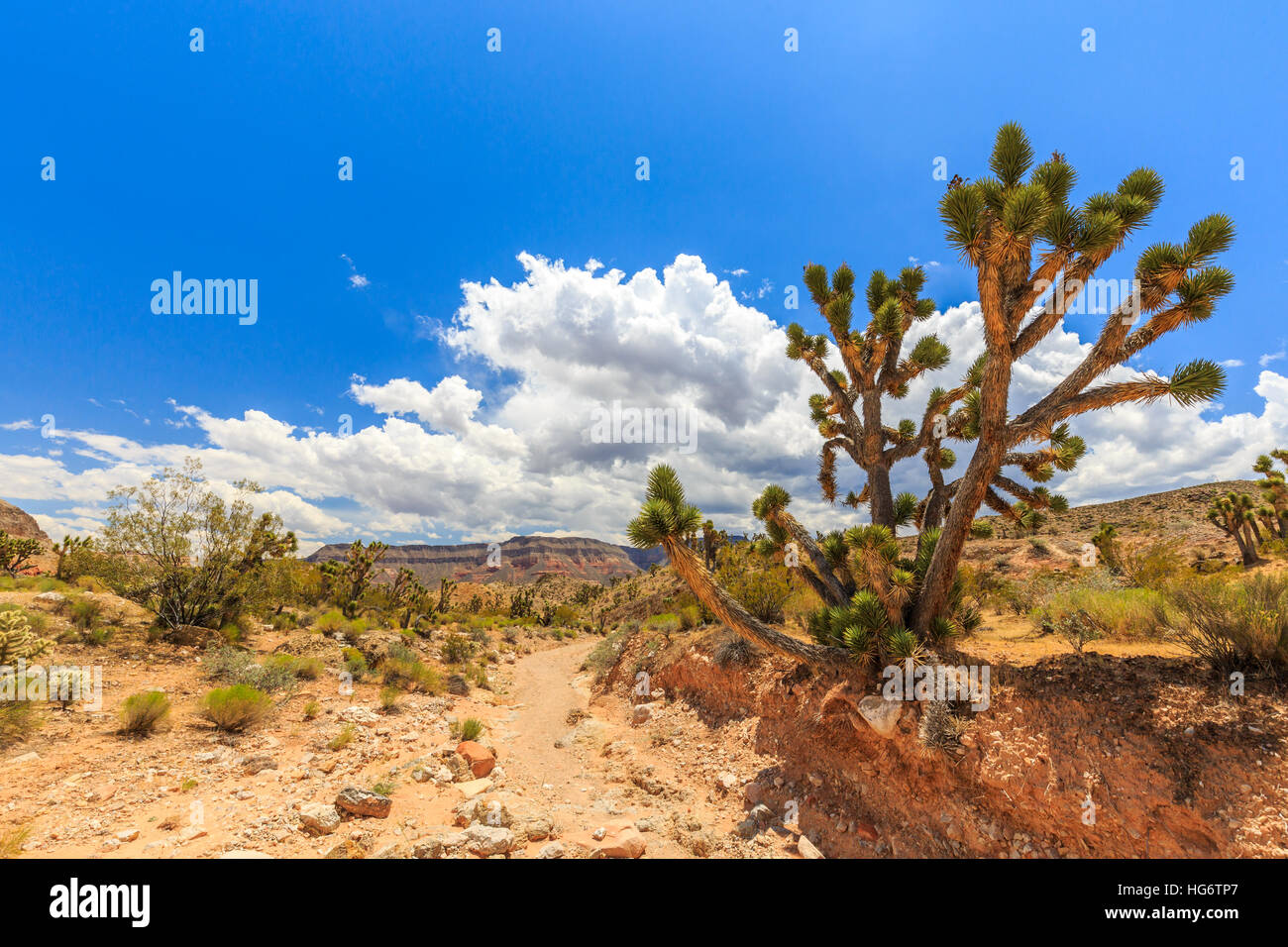 Paysage avec arbres à Joshua Joshua Tree Road, dans le désert de Mojave, près de Scenic Backway. Banque D'Images