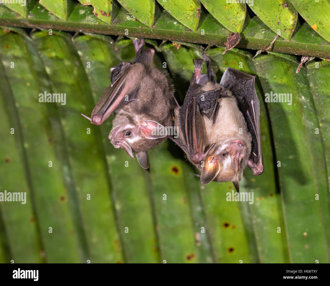 Les chauves-souris se nourrissant de fruits pygmée (Dermanura phaeotis ou Artibeus) perchoir en vertu de la feuille de palmier dans rainforest, Belize, Amérique Centrale Banque D'Images