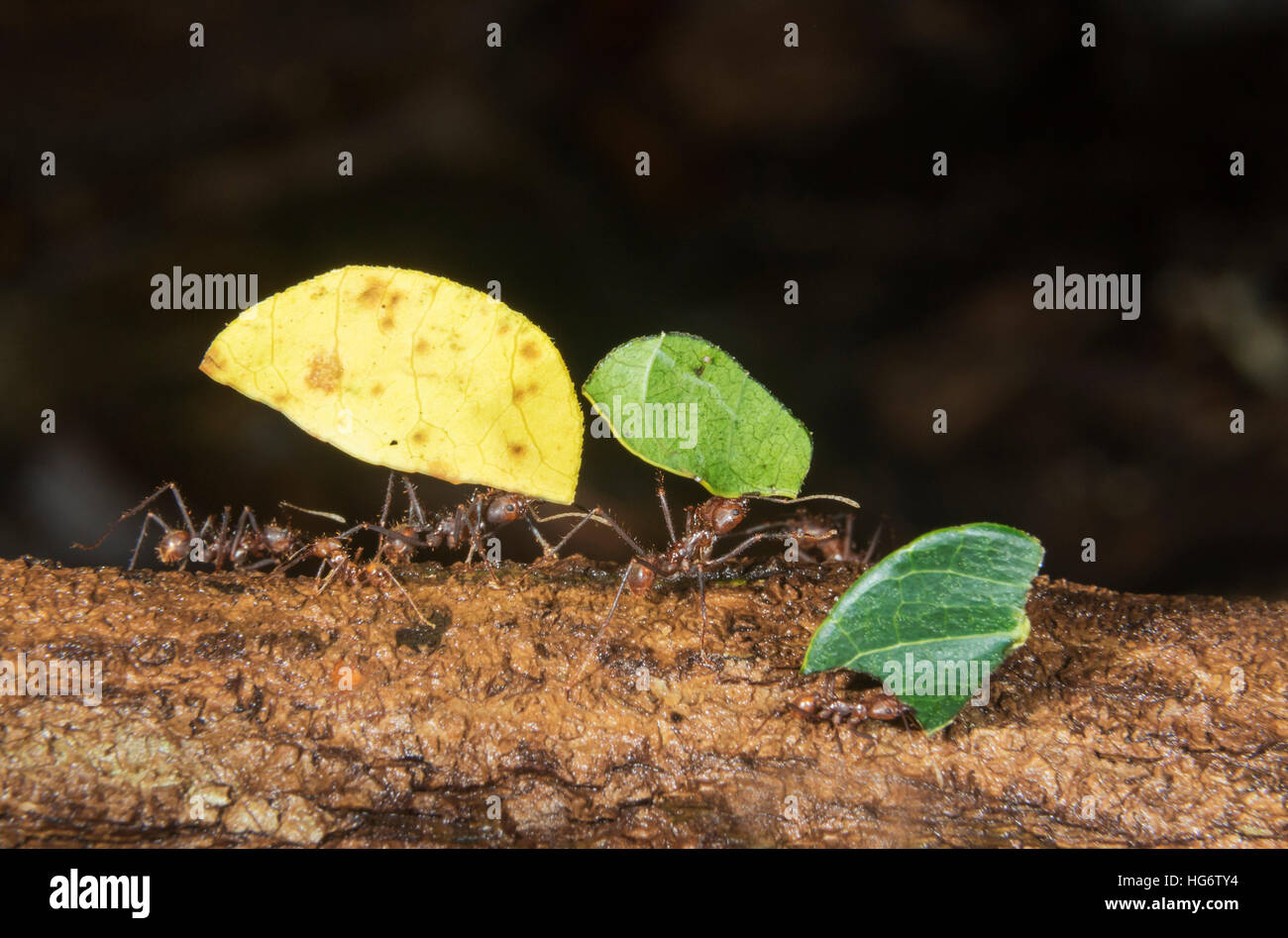 Les fourmis Atta colombica (osmia lignaria) transportant des morceaux de feuilles, Belize, Amérique Centrale Banque D'Images
