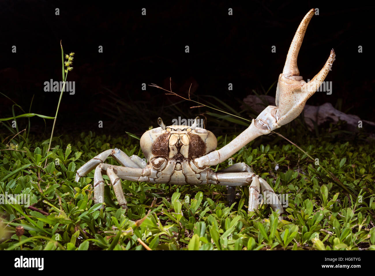 Terre bleue (crabe Cardisoma guanhumi) en position défensive dans la nuit, l'île de Caye Caulker, Belize, Amérique Centrale Banque D'Images