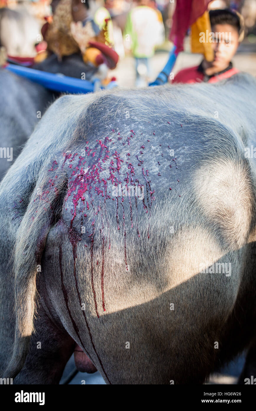 Peau de bison avec blessures sanglantes après course à Makepung courses buffalo à Bali Banque D'Images