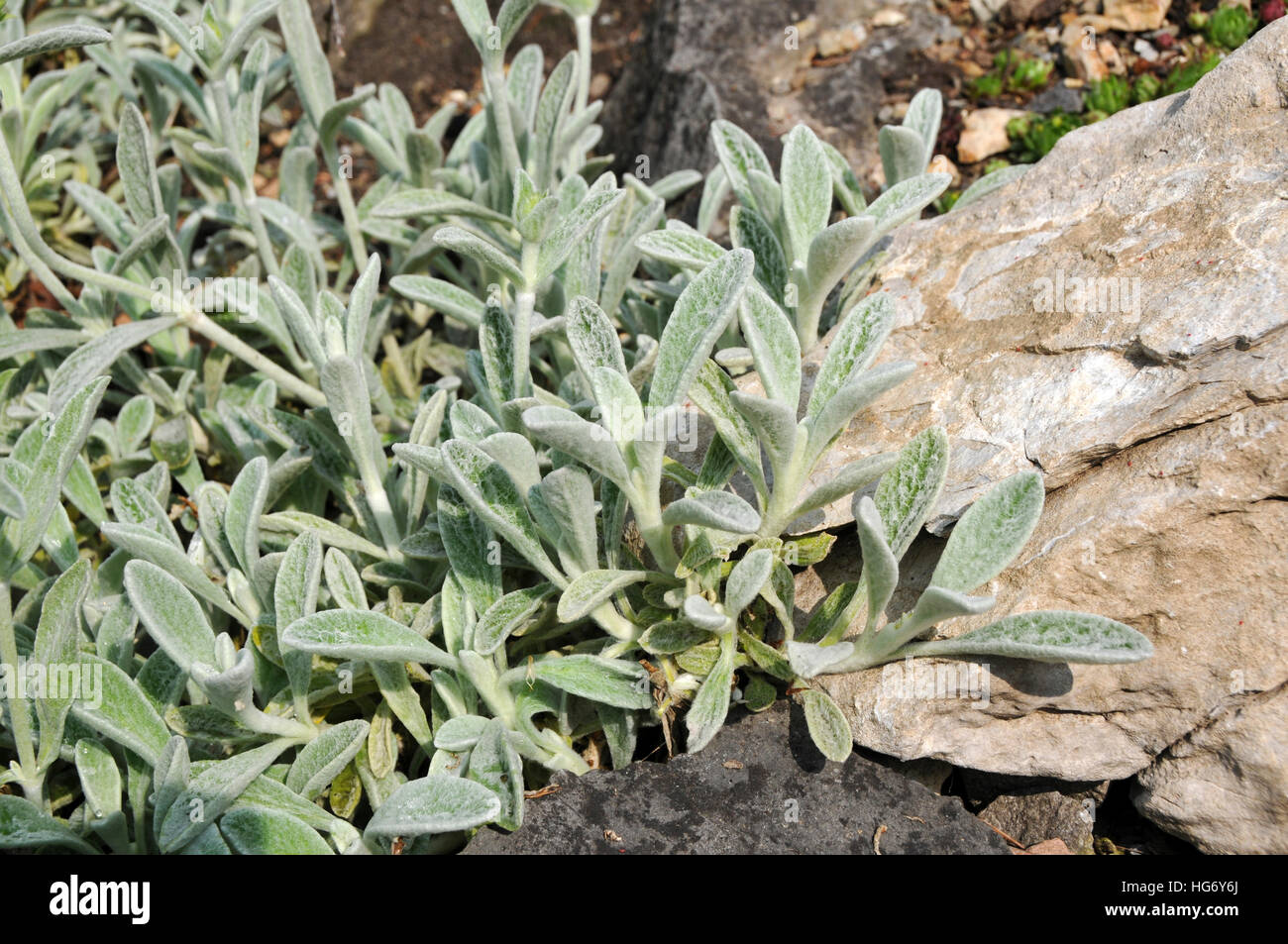 Sideritis scardica Banque de photographies et d’images à haute