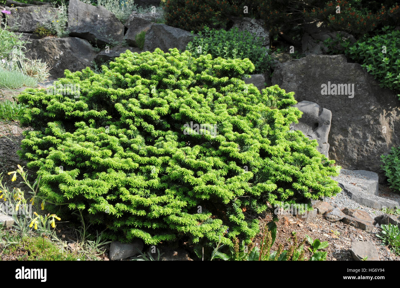 Abies balsamea 'Nana' Banque D'Images