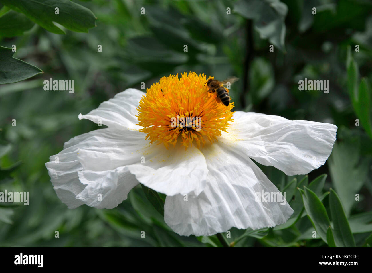 Romneya coulteri Banque D'Images