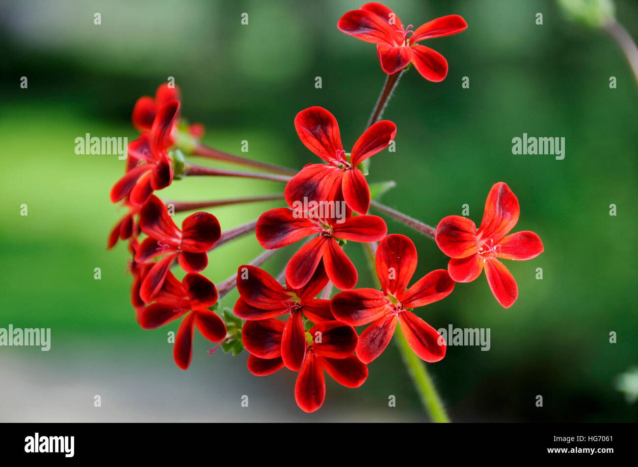 Pelargonium ardens, un élément de collection Banque D'Images