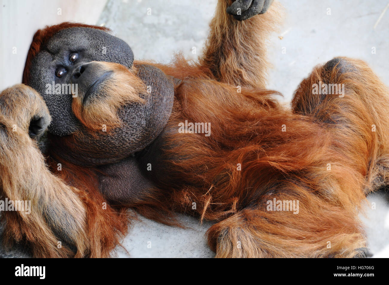 Les jeunes orang-outan en captivité, portant sur son dos à la recherche de l'appareil photo. Banque D'Images