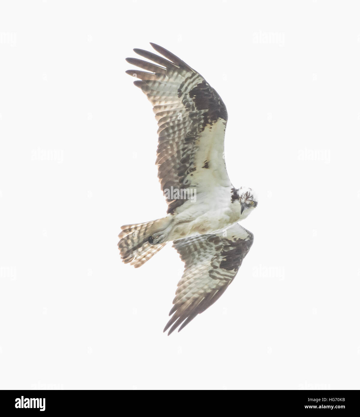 Balbuzard pêcheur (Pandion haliaetus). L'Acadia National Park, Maine, USA. Banque D'Images