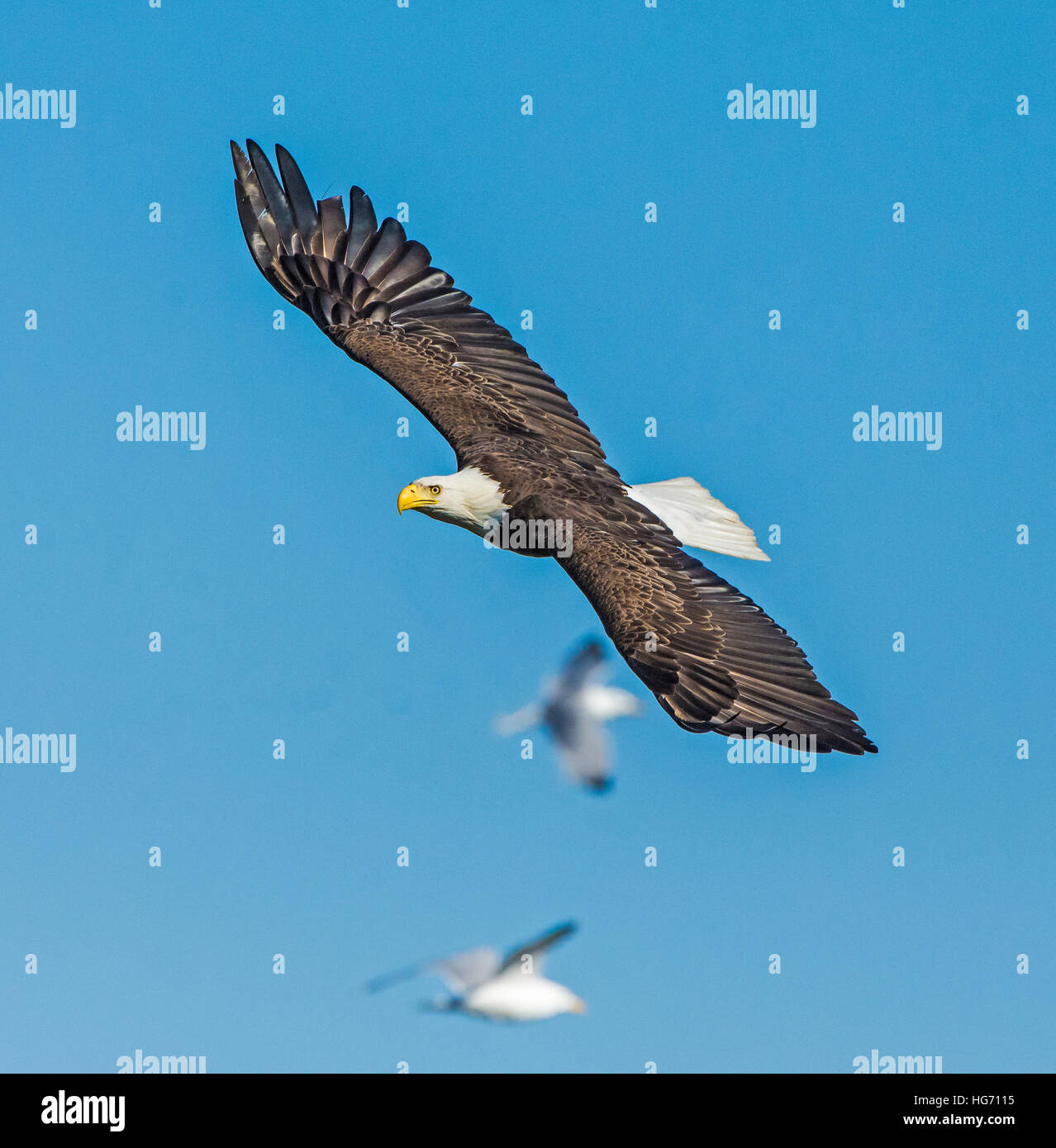 Pygargue à tête blanche (Haliaeetus leucocephalus). L'Acadia National Park, Maine, USA. Banque D'Images