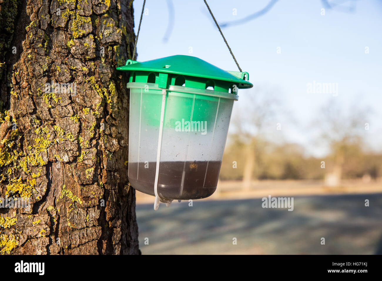 Windsor, Royaume-Uni. 5 janvier, 2017. Une phéromone, les larves de la mineuse de la piège est suspendu dans un arbre marronnier à Windsor Great Park. Banque D'Images