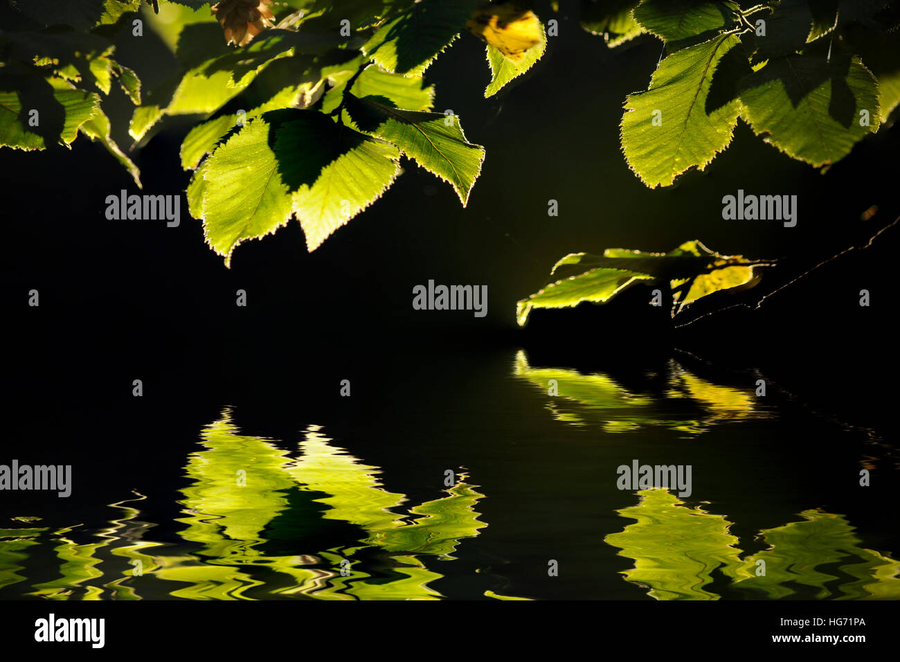 Images de feuilles illuminées par le soleil et se reflètent sur l'eau d'un Banque D'Images