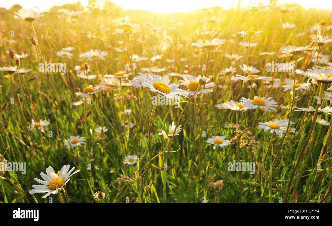 Photo de marguerites, éclairé par la lumière du soleil chaude Banque D'Images