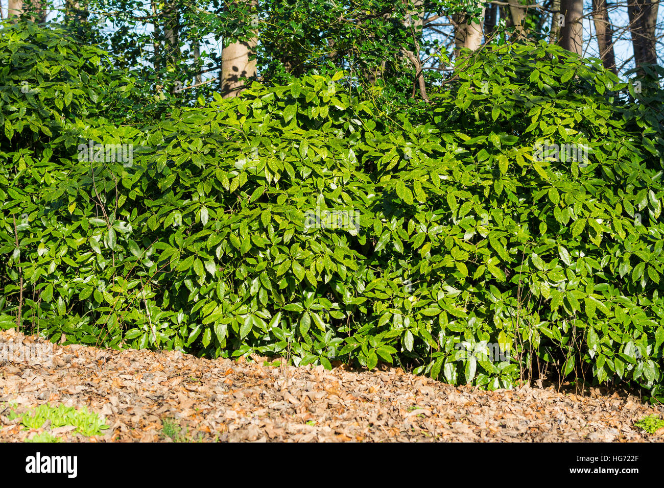 Bush vert couvert de feuilles en hiver dans le West Sussex, Angleterre, Royaume-Uni. Banque D'Images
