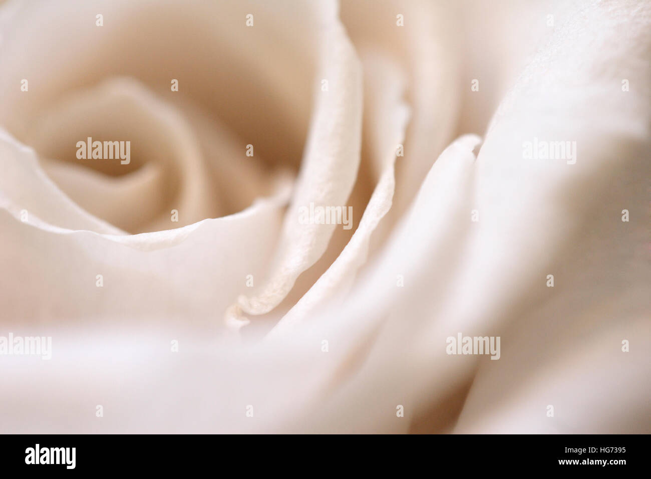 Libre d'un beige rose pour la Saint-Valentin Banque D'Images