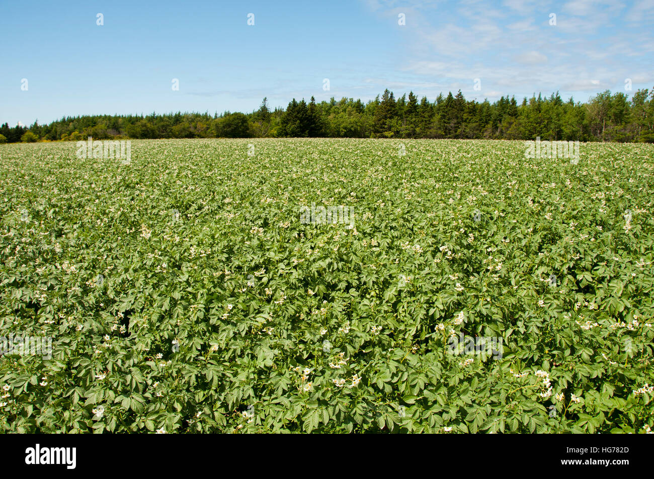 Plantation de pommes de terre - Prince Edward Island - Canada Banque D'Images