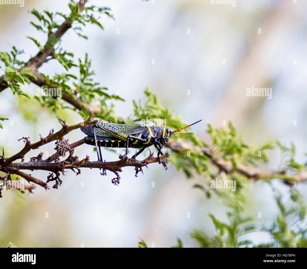 Le cheval de l'ouest lubber grasshopper est un nombre relativement important d'espèces de sauterelles sauterelle la famille trouve Banque D'Images
