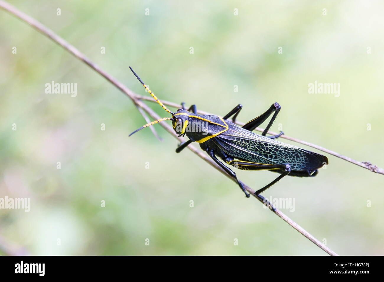 Le cheval de l'ouest lubber grasshopper est un nombre relativement important d'espèces de sauterelles sauterelle la famille trouve Banque D'Images