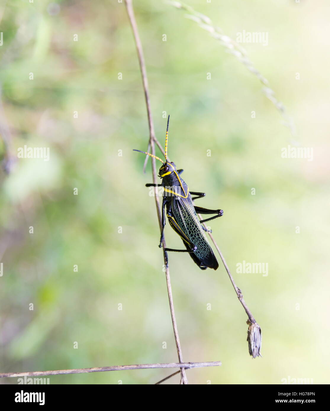 Le cheval de l'ouest lubber grasshopper est un nombre relativement important d'espèces de sauterelles sauterelle la famille trouve Banque D'Images