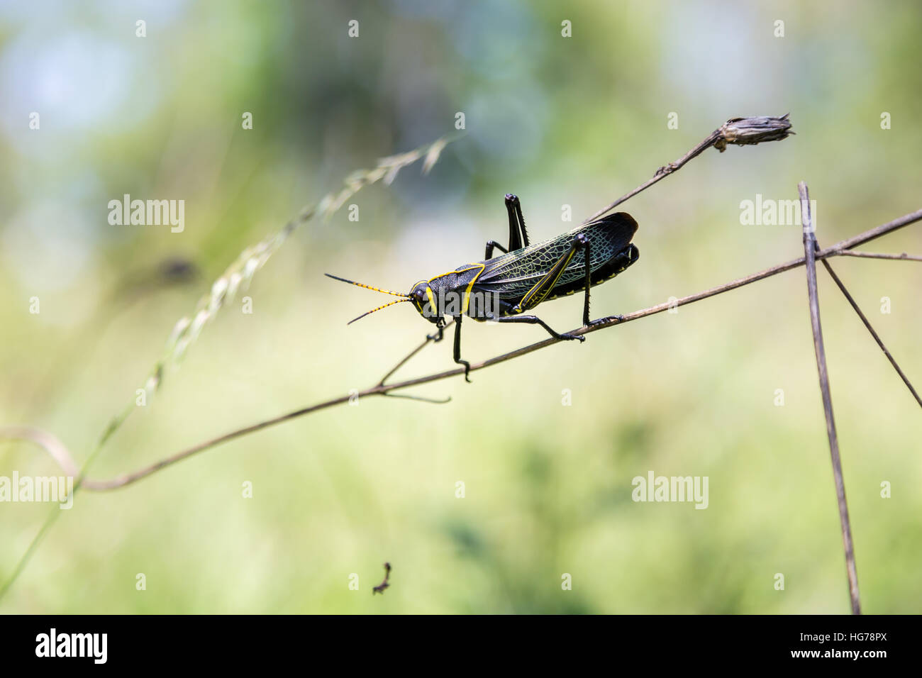 Le cheval de l'ouest lubber grasshopper est un nombre relativement important d'espèces de sauterelles sauterelle la famille trouve Banque D'Images