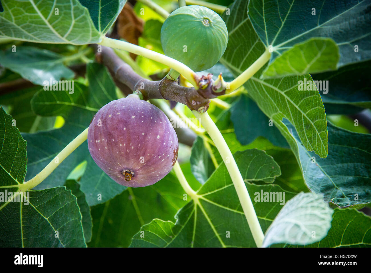 Ripe dégoulinant sur la fig tree, Close up, soft focus Banque D'Images