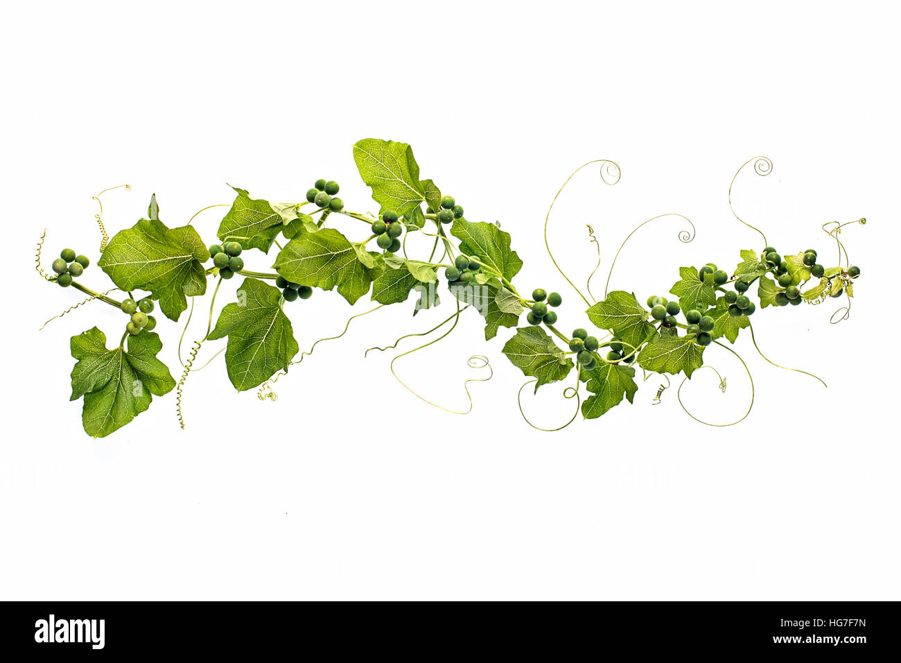 Close-up, High key image de Bryone Blanche - Bryonia dioica, une escalade toxique plante vivace, image prise sur un fond blanc. Banque D'Images