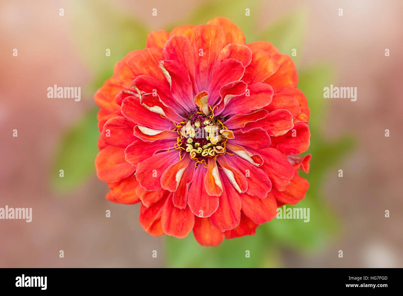 Fleur Zinnia orange vif contre un fond mou Banque D'Images