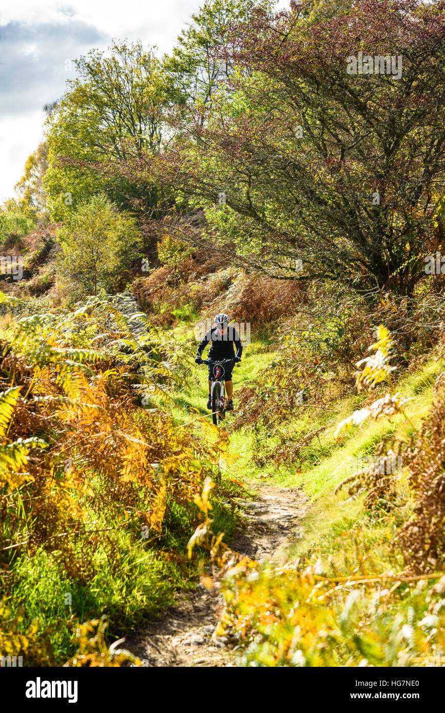 Femme du vélo de montagne sur un sentier au-dessous de Pullscar dans la zone de plantation de Torver du Lake District Banque D'Images Femme du vélo de montagne sur un sentier au-dessous de Pullscar dans la zone de plantation de Torver du Lake District Banque D'Images